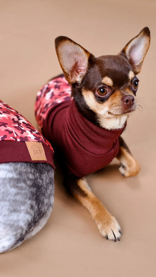 Why, How, and When to Dress Our Pets: A Contemporary Perspective