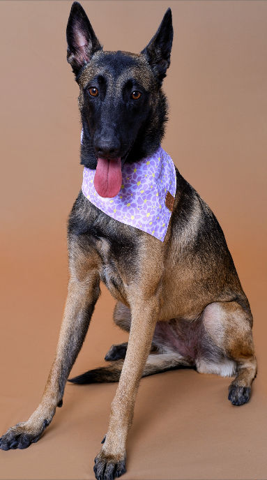 Lilac Pet Bandana