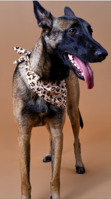 Beige Animal Print Pet Bandana